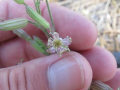 Silene verecunda