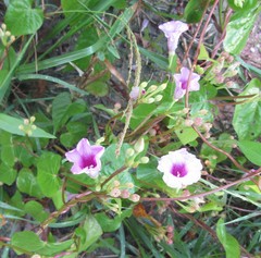 Ipomoea