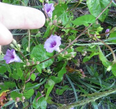 Ipomoea