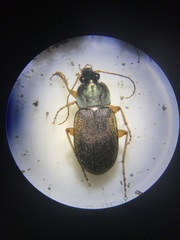 Chlaenius impunctifrons