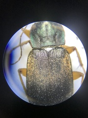 Chlaenius impunctifrons