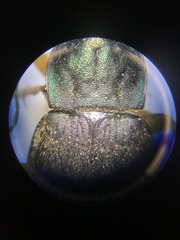 Chlaenius impunctifrons