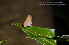 Hypochrysops apelles