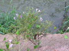 Ipomoea