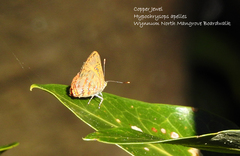 Hypochrysops apelles