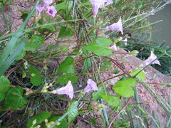 Ipomoea