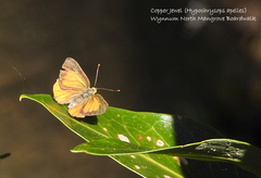 Hypochrysops apelles