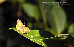 Hypochrysops apelles