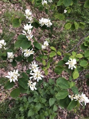 Angiospermae
