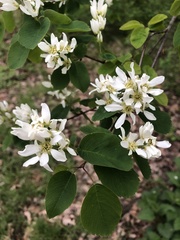 Angiospermae