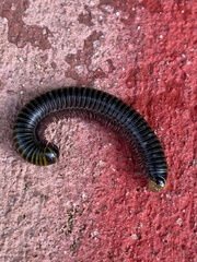 Anadenobolus monilicornis