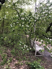 Angiospermae