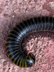 Anadenobolus monilicornis
