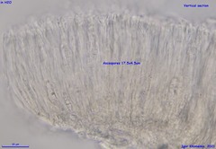 Cryptodiscus pallidus