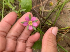Sabatia arenicola