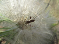 Mirperus jaculus