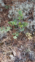 Capnoides sempervirens