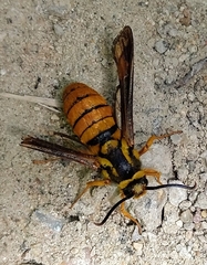 Paranthrene simulans