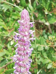 Nepeta tuberosa