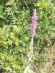 Nepeta tuberosa