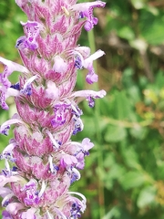 Nepeta tuberosa