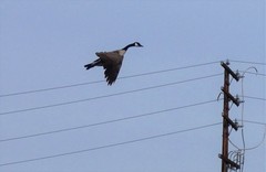 Branta canadensis