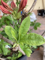 Rhododendron prunifolium