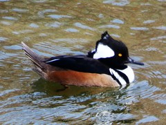 Lophodytes cucullatus