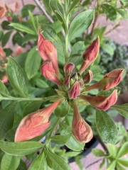 Rhododendron prunifolium