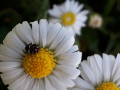 Anthrenus angustefasciatus