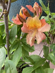 Rhododendron prunifolium
