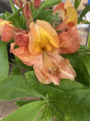 Rhododendron prunifolium