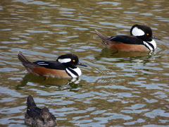 Lophodytes cucullatus