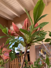 Rhododendron prunifolium