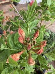 Rhododendron prunifolium