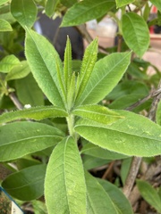Rhododendron prunifolium