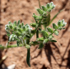 Cryptantha minima