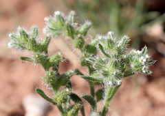 Cryptantha minima