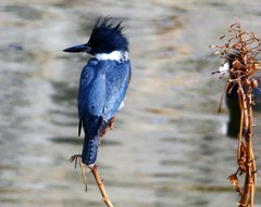 Megaceryle alcyon