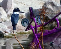 Megaceryle alcyon