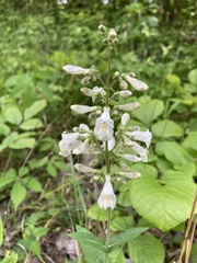 Penstemon pallidus