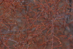Euphorbia punctulata