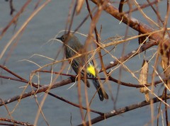 Setophaga coronata