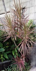 Dracaena reflexa angustifolia