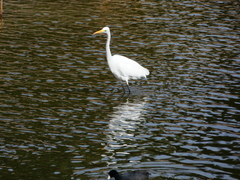 Ardea alba