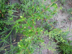 Angiospermae