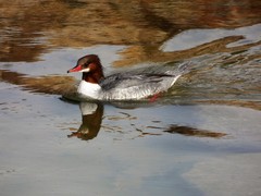 Mergus merganser