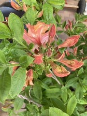 Rhododendron prunifolium