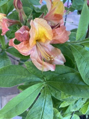 Rhododendron prunifolium