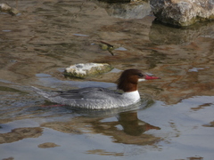 Mergus merganser